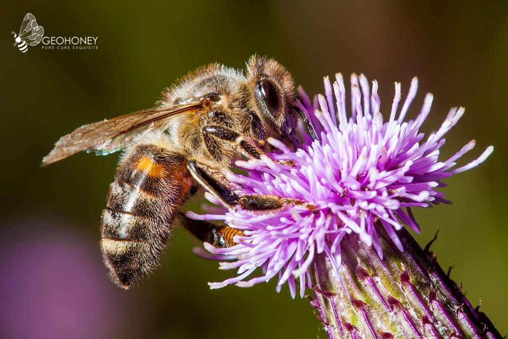 Wildflower Honey - Know in Detail About This Polyfloral Honey